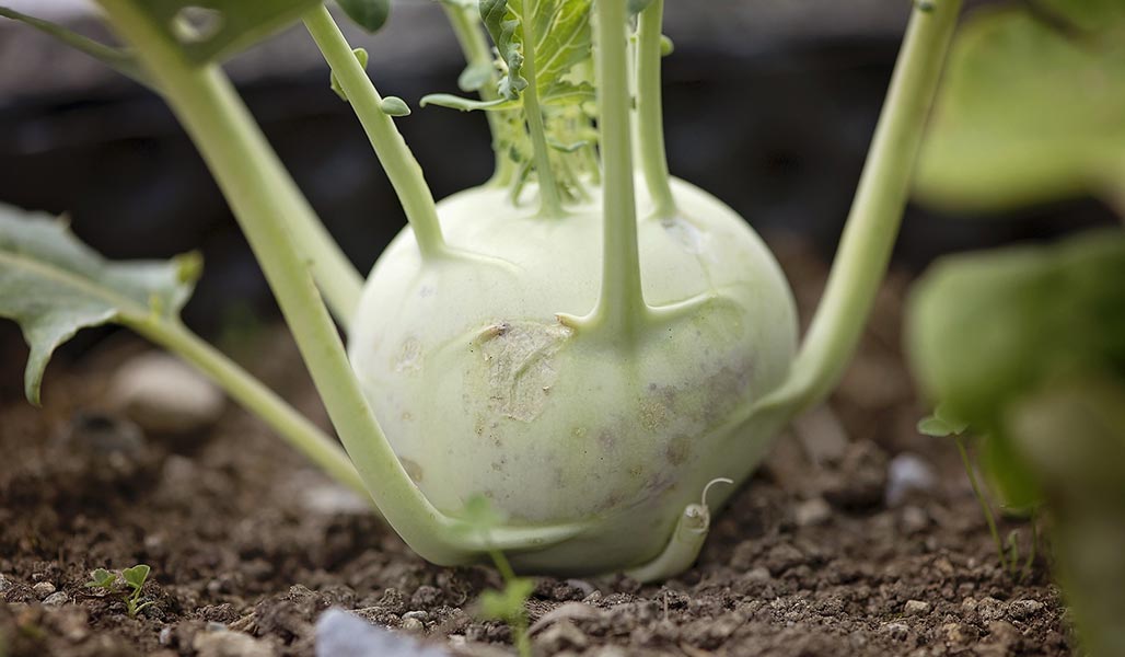 Kohlrabisalat mit Haselnüssen